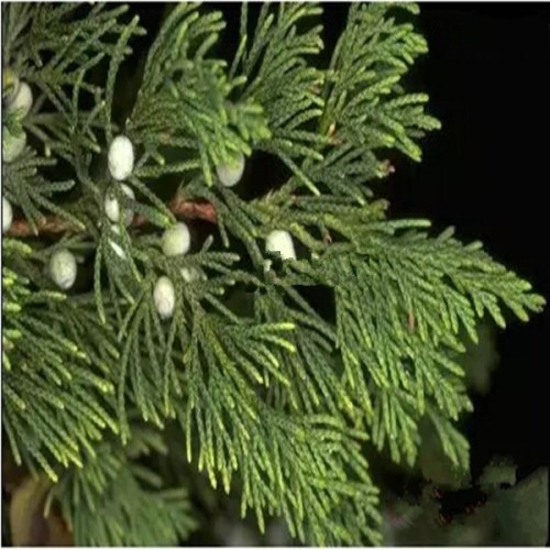 Cedar Leaf Thuja Essential Oil 2